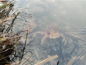 Bufo bufo adj. + vajíčka